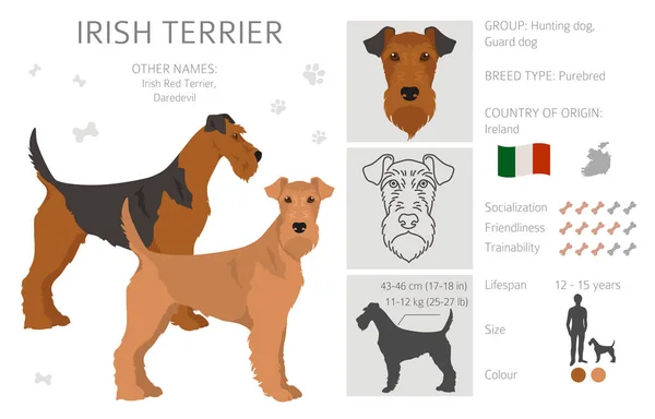 Irlandzki Klip Terrier Różne Pozy Zestaw Kolorów Płaszcza Ilustracja Wektora — Wektor stockowy