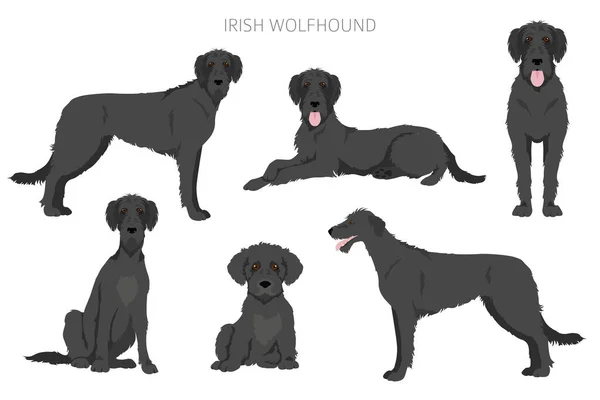 Irish Wolfhound Clipart Different Poses Coat Colors Set Vector Illustration — Stock Vector