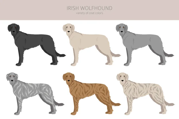 Irischer Wolfshund Clip Verschiedene Posen Festgelegte Fellfarben Vektorillustration — Stockvektor
