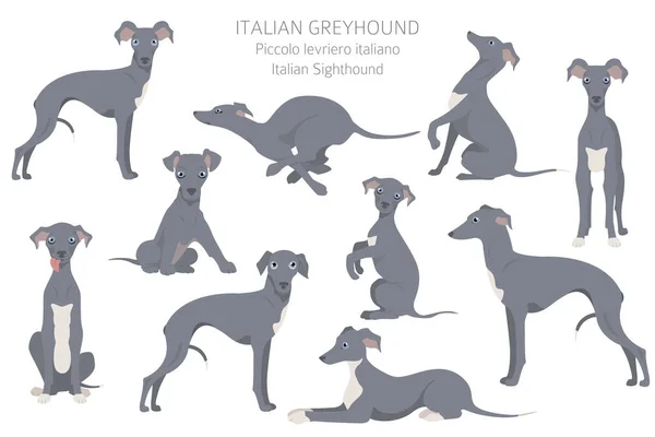 Ιταλικό Κυνηγόσκυλο Διαφορετικές Πόζες Σετ Χρωμάτων Εικονογράφηση Διανύσματος — Διανυσματικό Αρχείο