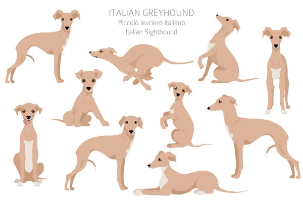 Italiensk Greyhound Clipart Olika Poser Olika Pälsfärger Vektorillustration — Stock vektor