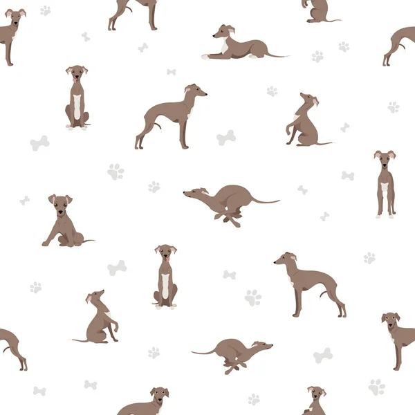 Ιταλικό Κυνηγόσκυλο Χωρίς Ραφή Μοτίβο Διαφορετικές Πόζες Σετ Χρωμάτων Εικονογράφηση — Διανυσματικό Αρχείο