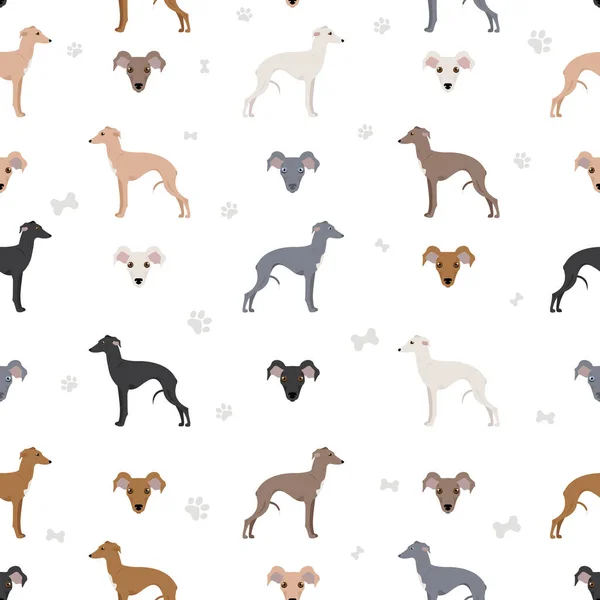 意大利灰狗无缝图案 不同的姿势 不同的外套颜色 矢量说明 — 图库矢量图片