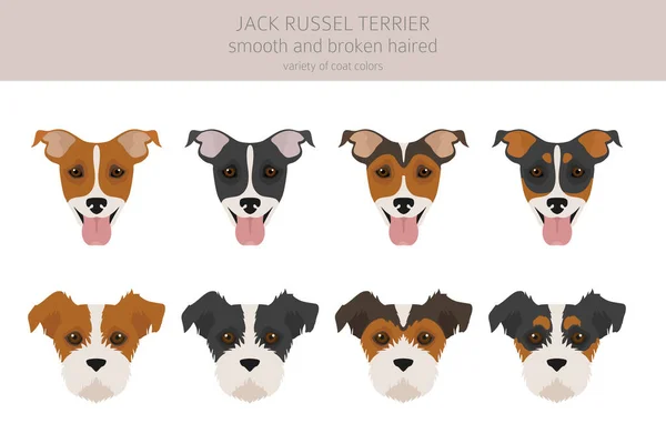 Jack Russel Terriër Verschillende Poses Jas Kleuren Volwassen Honden Puppy — Stockvector