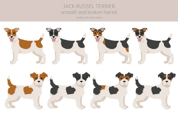Jack Russel Τεριέ Διαφορετικές Πόζες Και Χρώματα Παλτό Ενήλικες Σκύλοι — Διανυσματικό Αρχείο