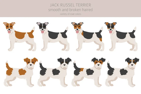 Jack Russel Terrier Diferentes Poses Colores Abrigo Perros Adultos Set — Vector de stock