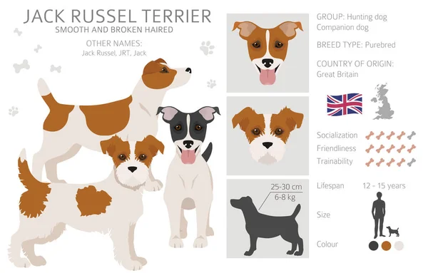 Jack Russel Terrier Różnych Pozach Kolorach Płaszcza Dorosłe Psy Zestaw — Wektor stockowy