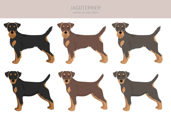 Jagdterrier Clipart Different Poses Coat Colors Set Vector Illustration — Stock Vector