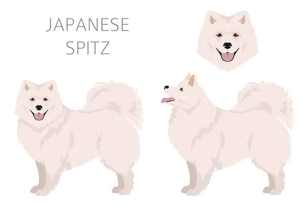 Japon Spitz Clipart Farklı Pozlar Farklı Renkler Vektör Illüstrasyonu — Stok Vektör