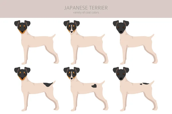 Japanese Terrier Clipart Different Poses Coat Colors Set Vector Illustration — Stock Vector