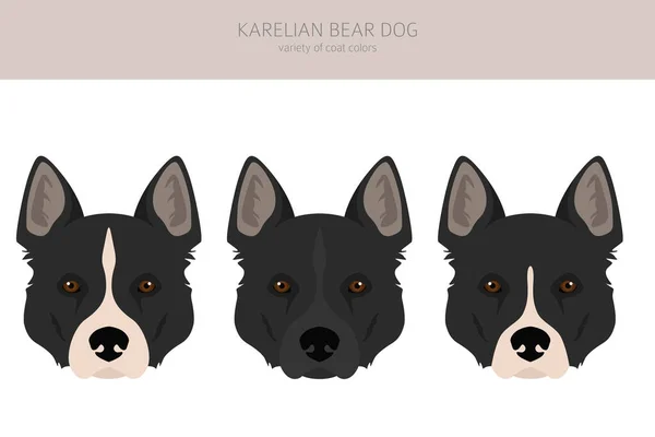 Karelischer Bärenhund Cliparts Verschiedene Posen Festgelegte Fellfarben Vektorillustration — Stockvektor