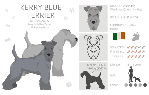 Clipart Kerry Blue Terrier Distintas Poses Colores Del Abrigo Establecidos — Vector de stock