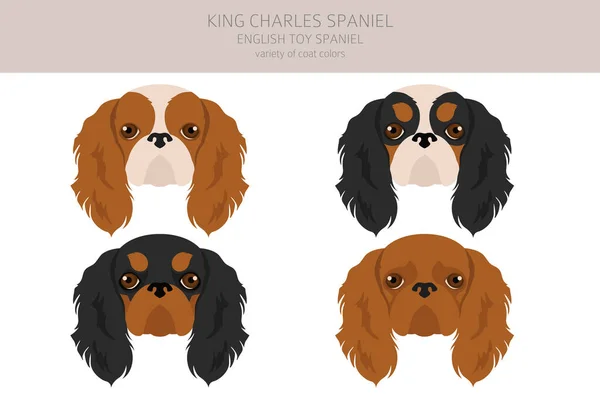 Król Chares Spaniel Clipart Różne Pozy Zestaw Kolorów Płaszcza Ilustracja — Wektor stockowy