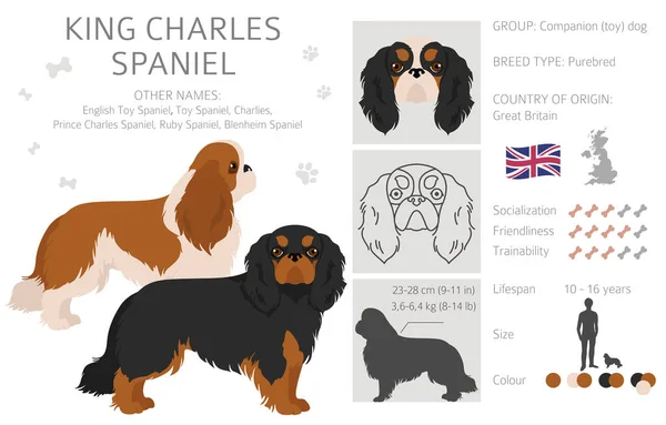 King Chares Spaniel Clipart Pose Yang Berbeda Warna Mantel Ditetapkan - Stok Vektor