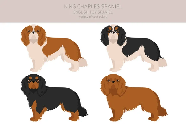 Rei Chares Clipart Spaniel Poses Diferentes Conjunto Cores Casaco Ilustração — Vetor de Stock