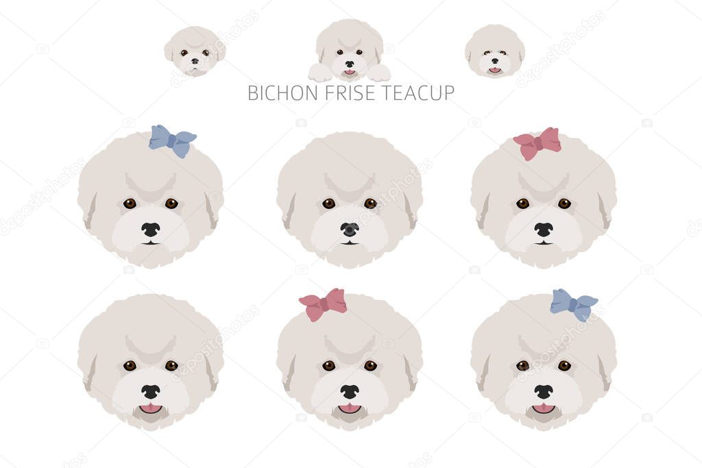 Bichon frise Teacup clipart. Different coat colors and poses set.  Vector illustration