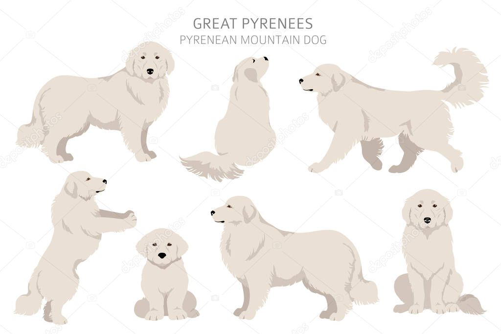 Great Pyrenees clipart. Different poses, coat colors set.  Vector illustration