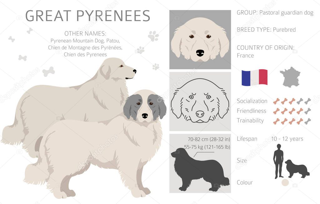 Great Pyrenees clipart. Different poses, coat colors set.  Vector illustration