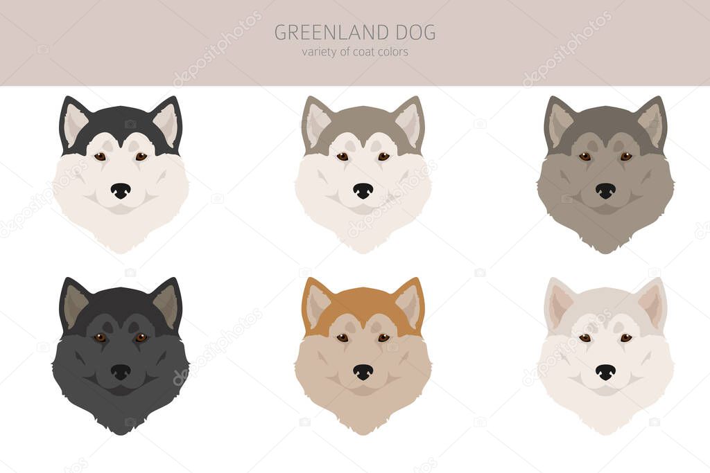 Greenland dog clipart. Different poses, coat colors set.  Vector illustration