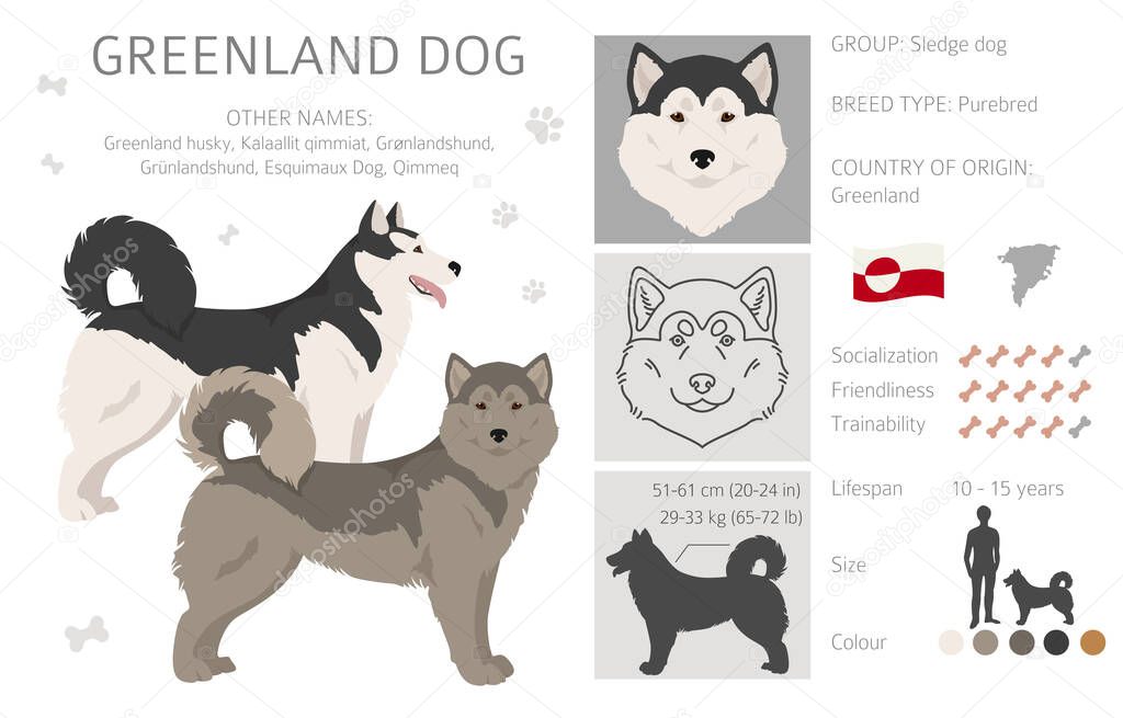 Greenland dog clipart. Different poses, coat colors set.  Vector illustration