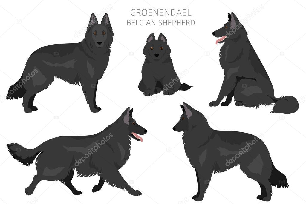 Groenendael clipart. Different poses, coat colors set.  Vector illustration