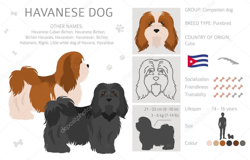 Havanese dog clipart. Different poses, coat colors set.  Vector illustration
