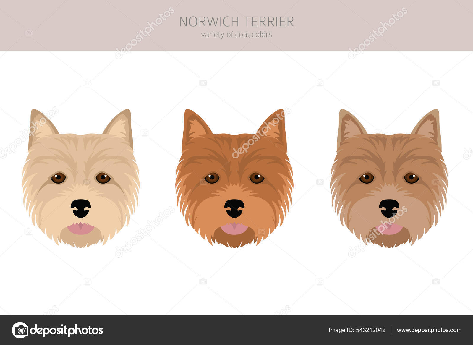 Норвичский Терьер Разные Позы Набор Цветов Пальто Векторная.
