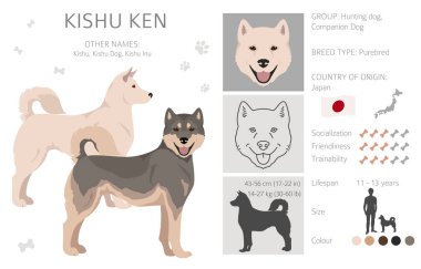 Kishu Ken clipart. Farklı pozlar, farklı renkler. Vektör illüstrasyonu