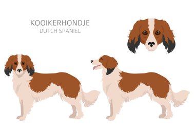 Kooikerhondje tırmanın. Farklı pozlar, farklı renkler. Vektör illüstrasyonu