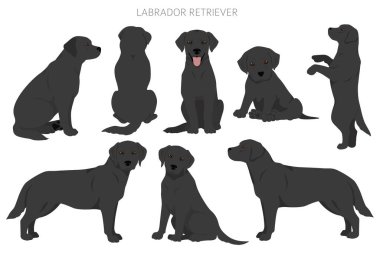 Labrador av köpekleri farklı pozlarda ve palto renkleri klipslenir. Vektör illüstrasyonu