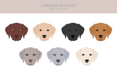 Labrador av köpekleri farklı pozlarda ve palto renkleri klipslenir. Vektör illüstrasyonu