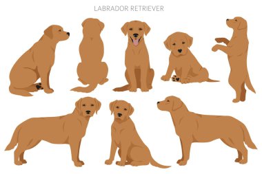 Labrador retriever dogs in different poses and coat colors clipart. Vector illustration clipart