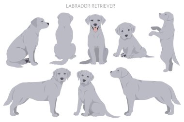 Labrador av köpekleri farklı pozlarda ve palto renkleri klipslenir. Vektör illüstrasyonu