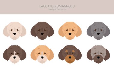 Lagotto Romagnolo clipart. Farklı pozlar, farklı renkler. Vektör illüstrasyonu