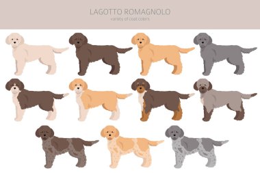 Lagotto Romagnolo clipart. Farklı pozlar, farklı renkler. Vektör illüstrasyonu