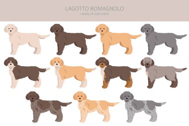 Lagotto Romagnolo clipart. Different poses, coat colors set.  Vector illustration clipart