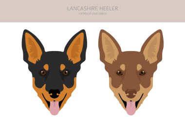 Lancashire Heeler tırnağı. Farklı pozlar, farklı renkler. Vektör illüstrasyonu