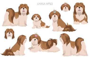 Lhasa Apso clipart. Farklı pozlar, farklı renkler. Vektör illüstrasyonu