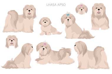 Lhasa Apso clipart. Farklı pozlar, farklı renkler. Vektör illüstrasyonu