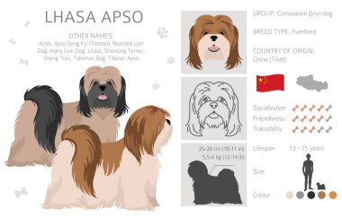 Lhasa Apso clipart. Farklı pozlar, farklı renkler. Vektör illüstrasyonu