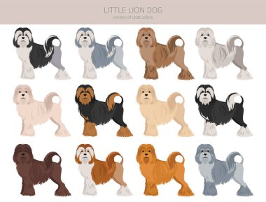 Küçük aslan köpek klipsi. Farklı pozlar, farklı renkler. Vektör illüstrasyonu