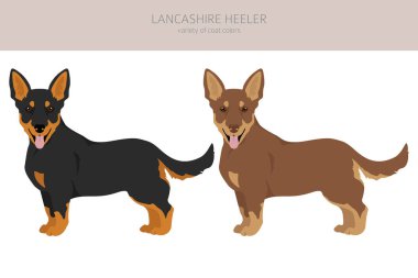 Lancashire Heeler tırnağı. Farklı pozlar, farklı renkler. Vektör illüstrasyonu