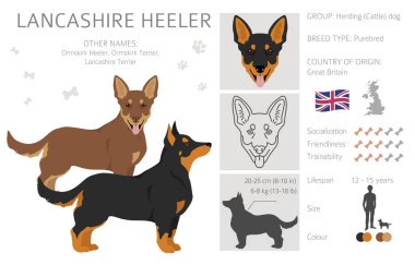 Lancashire Heeler tırnağı. Farklı pozlar, farklı renkler. Vektör illüstrasyonu