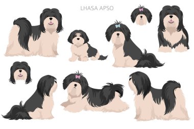 Lhasa Apso clipart. Farklı pozlar, farklı renkler. Vektör illüstrasyonu