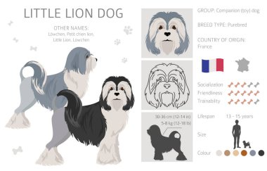 Küçük aslan köpek klipsi. Farklı pozlar, farklı renkler. Vektör illüstrasyonu