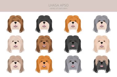 Lhasa Apso clipart. Farklı pozlar, farklı renkler. Vektör illüstrasyonu