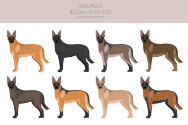 Belçikalı Malinois Clipart. Farklı pozlar, farklı renkler. Vektör illüstrasyonu