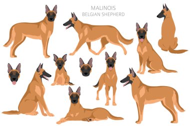 Belçikalı Malinois Clipart. Farklı pozlar, farklı renkler. Vektör illüstrasyonu