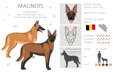 Belçikalı Malinois Clipart. Farklı pozlar, farklı renkler. Vektör illüstrasyonu