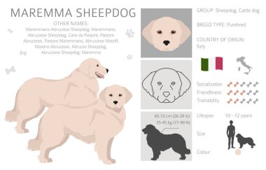Maremma çoban köpeği klibi. Farklı pozlar, farklı renkler. Vektör illüstrasyonu